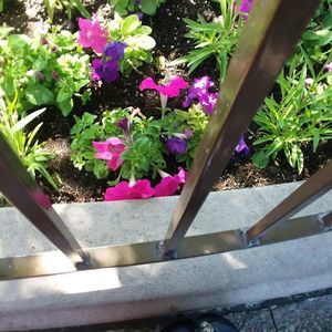 Meet your Posher, Loretta